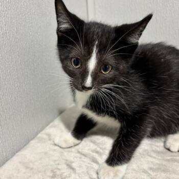 Beemo -  Domestic Short Hair Cat for Adoption in Tampa, Florida - Beemo | PetCurious