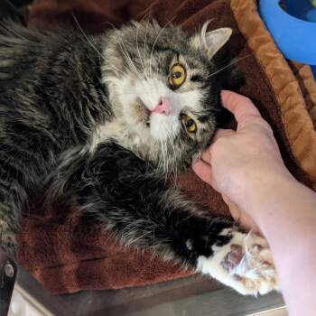 Sylvester -  Domestic Long Hair Cat for Adoption in Spokane, Washington - Sylvester | PetCurious