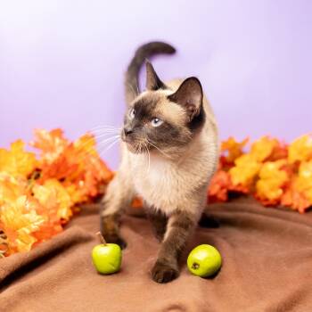 Rescue Domestic Short Hair and Siamese Cats for Adoption in Durham, North Carolina - Neko | PetCurious