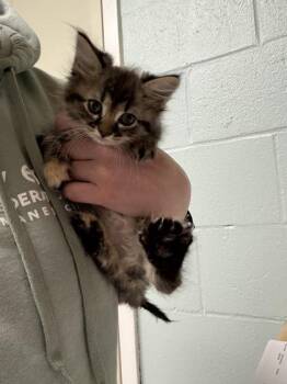 Greta -  Domestic Long Hair and Domestic Short Hair Cat Available for Adoption in Lowell, Massachusetts - Greta | PetCurious