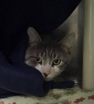 Chrollo -  Domestic Short Hair Cat Available for Adoption in Olean, New York - Chrollo | PetCurious