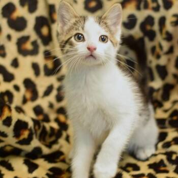 Quigley -  Domestic Short Hair Cat Available for Adoption in Belleville, Illinois - Quigley | PetCurious
