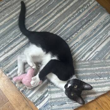 Rescue American Shorthair Cats for Adoption in New York, New York - Zeba | PetCurious