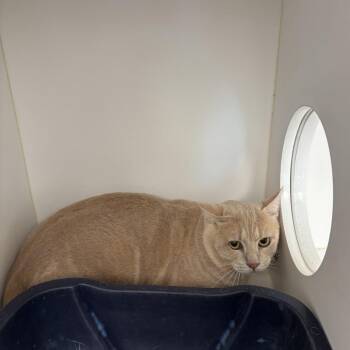 Waylon (C43) -  Domestic Short Hair Cat for Adoption in Portland, Texas - Waylon (C43) | PetCurious