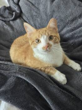 Finch -  Domestic Short Hair Cat for Adoption in Nashville, Tennessee - Finch | PetCurious