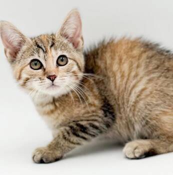 Hazel can solve any need for a cuddle - she is a tiny love muffi -  Torbie and Bengal Cat for Adoption in Bedford Hills, New York - Hazel Can Solve Any Need For A Cuddle - She Is A Tiny Love Muffi | PetCurious