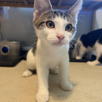 Brodie (playful love bug) -  Domestic Short Hair Cat for Adoption in South Lyon, Michigan - Brodie (playful Love Bug) | PetCurious