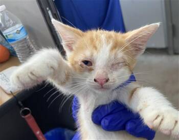 TARA -  Domestic Short Hair Cat for Adoption in Dallas, Texas - TARA | PetCurious