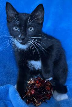 Roy -  Tuxedo Cat for Adoption in Hood River, Oregon - Roy | PetCurious