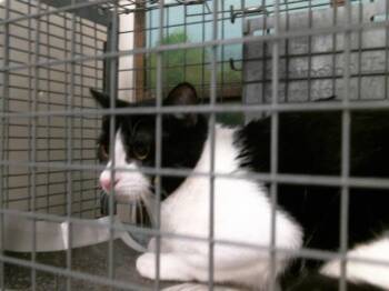 Domestic Short Hair Cats Available for Adoption in Houston, Texas - SPOT | PetCurious