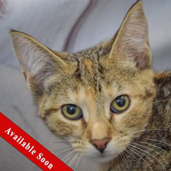 Jody -  Torbie and Domestic Short Hair Cat for Adoption in Huntley, Illinois - Jody | PetCurious