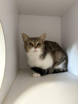 Domestic Short Hair Cats Available for Adoption - Emery | PetCurious