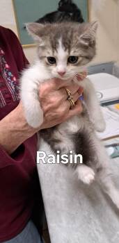 Raisin -  Domestic Short Hair Cat for Adoption in Plattsburgh, New York - Raisin | PetCurious