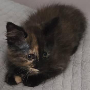 Heaven -  Domestic Short Hair Cat for Adoption in Kansas City, Missouri - Heaven | PetCurious