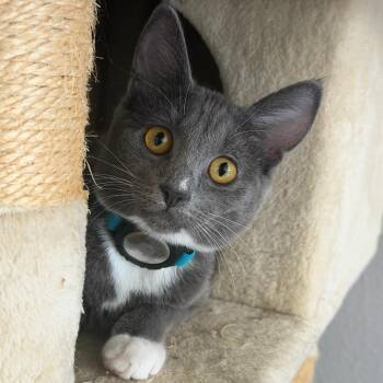 Tammy - female kitten -  Domestic Short Hair Cat for Adoption in Los Altos, California - Tammy - Female Kitten | PetCurious