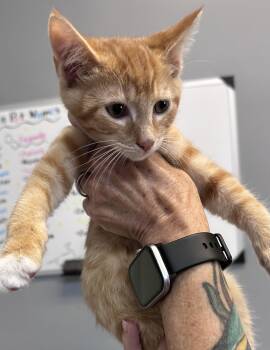 Oscar -  Domestic Short Hair Cat for Adoption in Dyersburg, Tennessee - Oscar | PetCurious