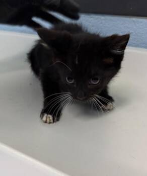 Sf-6 Rolo -  Domestic Medium Hair Cat for Adoption in Lawrenceville, Georgia - Sf-6 Rolo | PetCurious