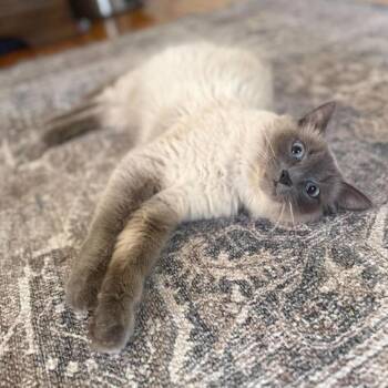 Balinese Cats Available for Adoption in Plainfield, Illinois - Spring | PetCurious