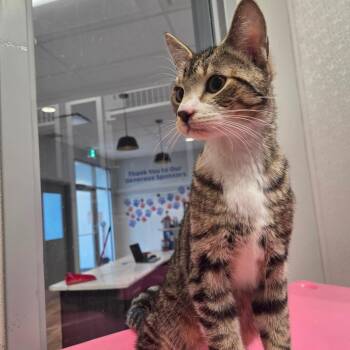 Domestic Short Hair Cats Available for Adoption in North Battleford, Saskatchewan - Koda | PetCurious