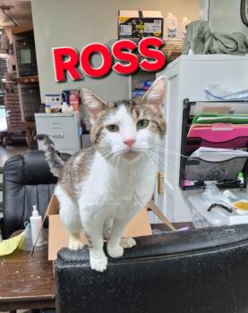Ross -  Domestic Short Hair Cat for Adoption in Rome, Georgia - Ross | PetCurious