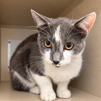 Blueberry -  Domestic Short Hair Cat for Adoption in Gloucester, Virginia - Blueberry | PetCurious