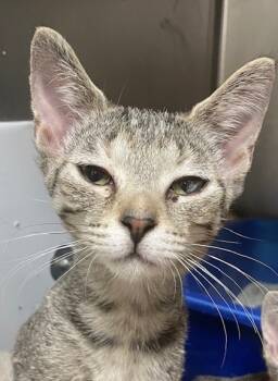 Rescue Domestic Short Hair Cats for Adoption in Columbia City, Indiana - Minnow | PetCurious