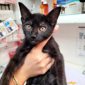 5 Flint -  Domestic Short Hair Cat for Adoption in Belfair, Washington - 5 Flint | PetCurious