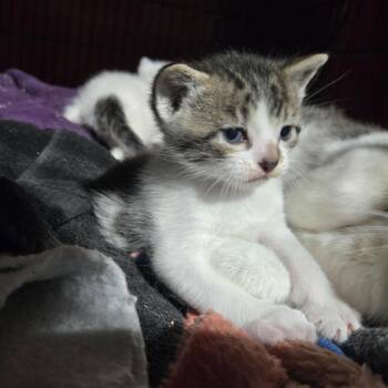 Domestic Short Hair Cats Available for Adoption in Mankato, Minnesota - Martin | PetCurious
