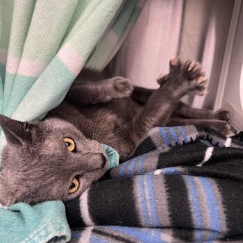 Greggy -  Domestic Short Hair Cat for Adoption in Pittsburgh, Pennsylvania - Greggy | PetCurious