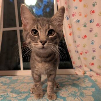 Joey -  Domestic Short Hair Cat for Adoption in Baltimore, Maryland - Joey | PetCurious