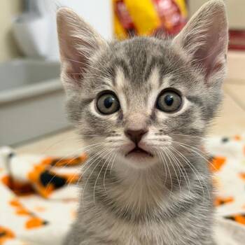 Information Architect 9 -  Domestic Short Hair Cat for Adoption in Austin, Texas - Information Architect 9 | PetCurious