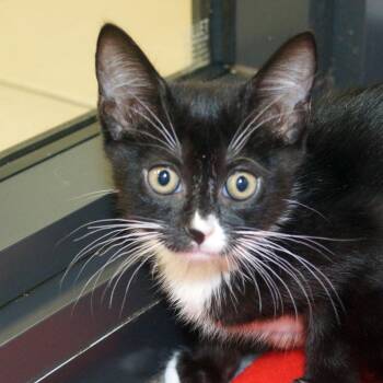Stella -  Domestic Short Hair Cat Available for Adoption in West Palm Beach, Florida - Stella | PetCurious