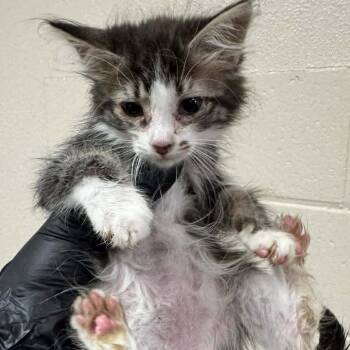 Tahoe -  Domestic Short Hair Cat for Adoption in Reno, Nevada - Tahoe | PetCurious