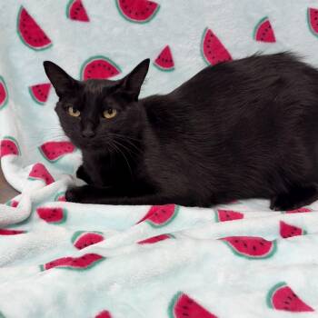 Kodak -  Domestic Short Hair Cat for Adoption in Valdosta, Georgia - Kodak | PetCurious