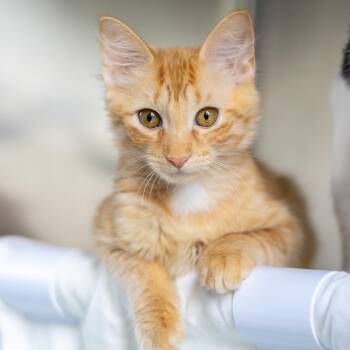 Buttercup -  Domestic Long Hair Cat for Adoption in Wilmington, Delaware - Buttercup | PetCurious