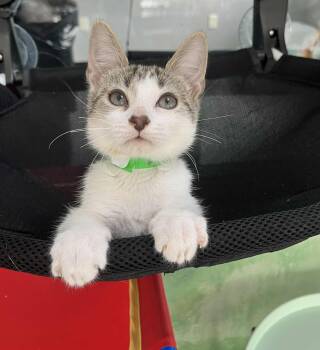 Rescue Tabby Cats for Adoption in Tavares, Florida - Leon | PetCurious