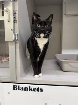 RUNZA -  Domestic Short Hair Cat for Adoption in Omaha, Nebraska - RUNZA | PetCurious