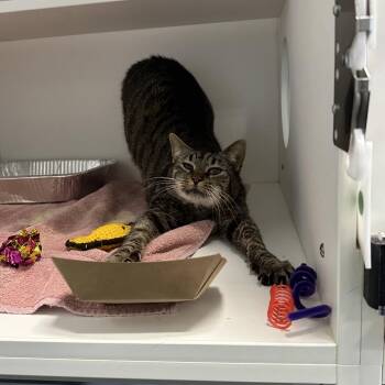 Domestic Short Hair Cats Available for Adoption - COSMO | PetCurious