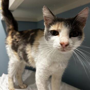 Moo Shu Pork -  Domestic Short Hair Cat for Adoption in Chattanooga, Tennessee - Moo Shu Pork | PetCurious
