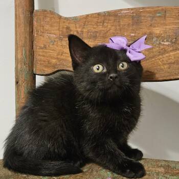 Juno -  Domestic Short Hair Cat for Adoption in New Albany, Ohio - Juno | PetCurious