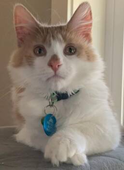 Domestic Long Hair Cats Available for Adoption - Odie | PetCurious