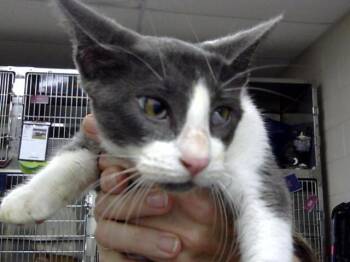 A186067 -  Domestic Short Hair Cat for Adoption in Pasadena, Texas - A186067 | PetCurious