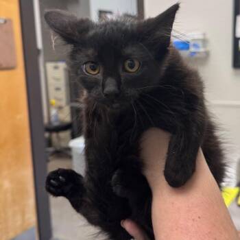 Carla -  Domestic Medium Hair Cat for Adoption in Columbiana, Alabama - Carla | PetCurious