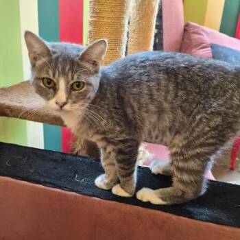 Burrata -  Domestic Short Hair Cat for Adoption in Stuart, Virginia - Burrata | PetCurious