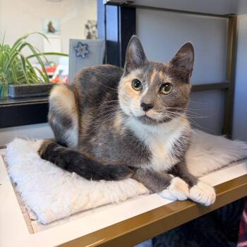 Domestic Short Hair Cats Available for Adoption - Thumper | PetCurious