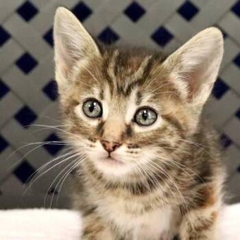 Domestic Short Hair Cats Available for Adoption in Midland, Texas - Tofu | PetCurious
