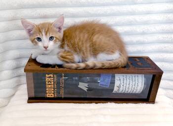 Bourbon -  Domestic Short Hair and Tiger Cat for Adoption in Lake Monroe, Florida - Bourbon | PetCurious