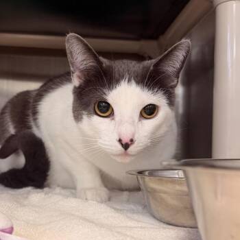 Kirby -  Domestic Short Hair and Mixed Breed Cat for Adoption in Indianapolis, Indiana - Kirby | PetCurious