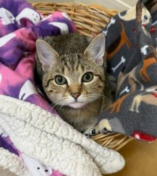 Tooth Fairy -  Domestic Short Hair Cat for Adoption in Medina, Ohio - Tooth Fairy | PetCurious