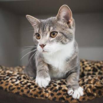 Fiona -  Domestic Short Hair Cat for Adoption in Atlanta, Georgia - Fiona | PetCurious